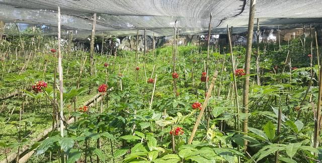 现在种植什么药材最好图1
