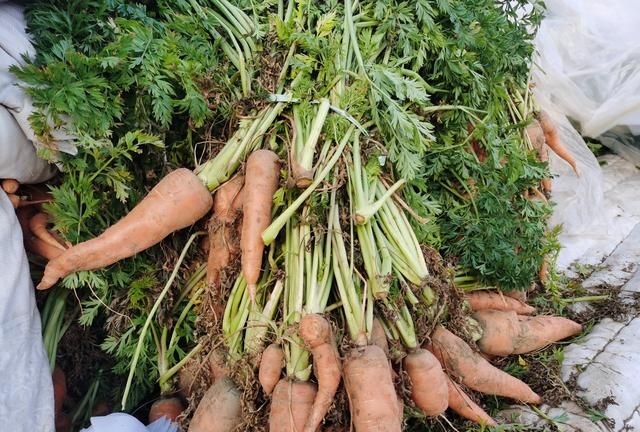 “豆渣”这道美食曾在胶东农村很流行，这是关于它的一些小知识