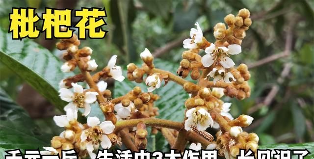 农村植物“止咳草”，家家户户经常见，枇杷花没想到价值这么高