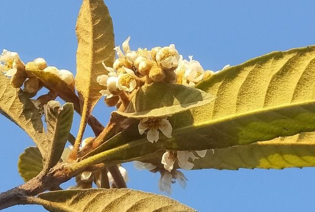 农村植物“止咳草”，家家户户经常见，枇杷花没想到价值这么高