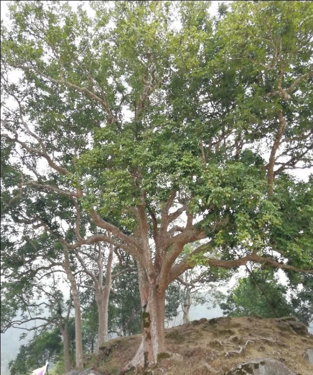 怎样腌制橄榄,腌制黑橄榄的保质期图4
