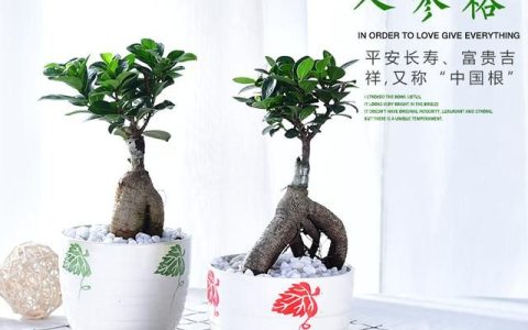 人参榕喜欢太阳直晒吗