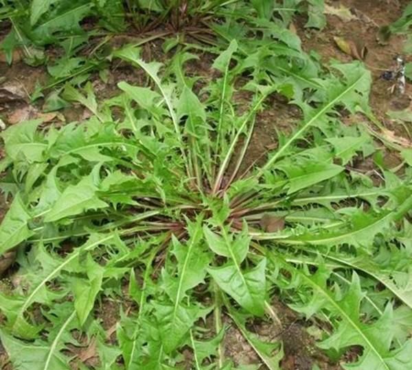 荠菜：半年不见，别挖错！