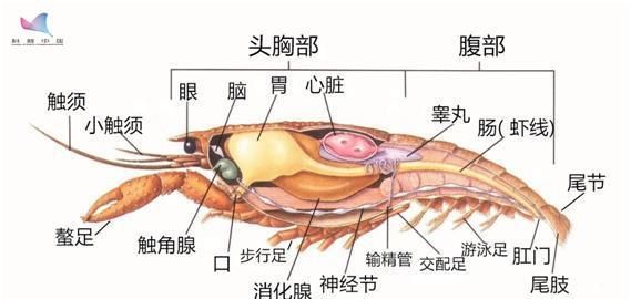 小龙虾为何如此美味？怎么做更好吃？