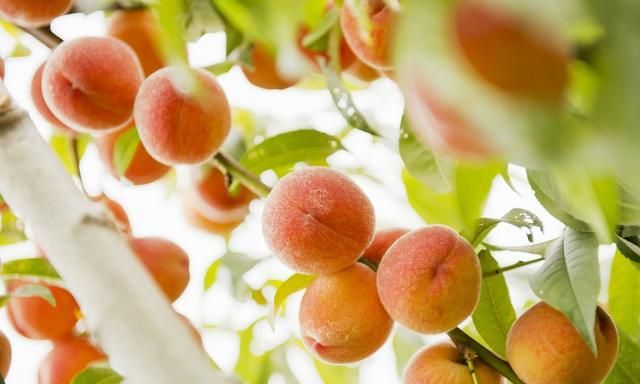 桃树产胶是因为打了太多农药？流太多胶就把树流死了？真的假的？