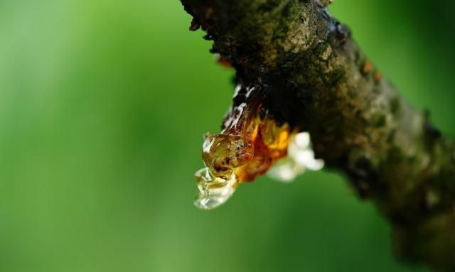 桃树产胶是因为打了太多农药？流太多胶就把树流死了？真的假的？