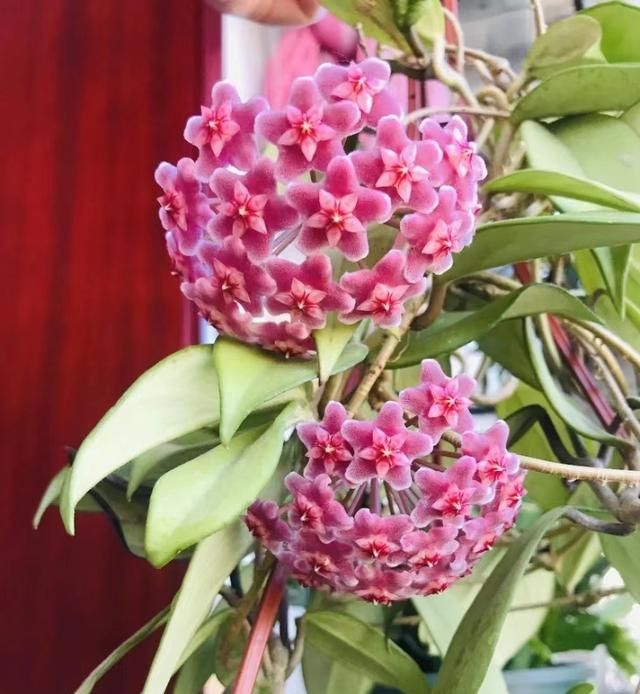 绿叶红花球兰—室内盆栽“新宠儿”，观叶赏花又闻香，耐阴又好养