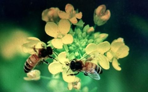 蜂蜜入药之功有五(炼蜜与蜂蜜入药哪个好)