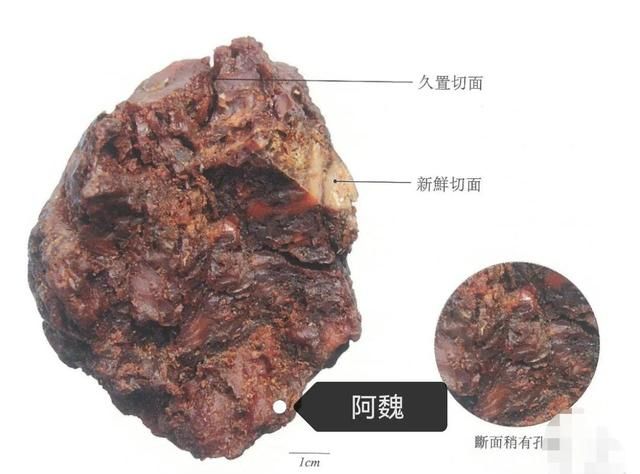 中药古今研究：阿魏