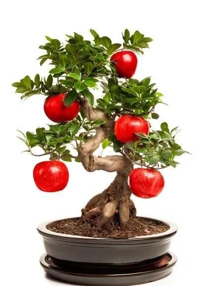 如何用苹果籽种植盆栽？