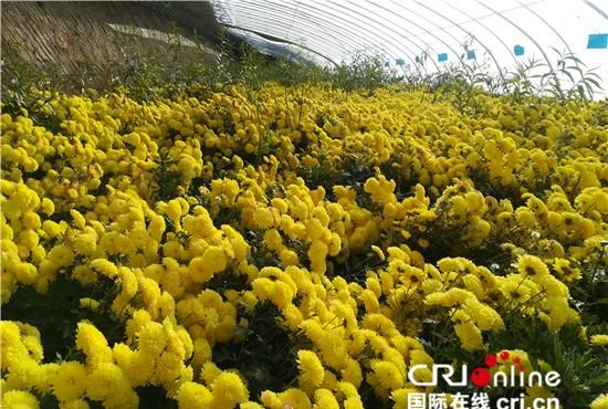 金灿灿的菊花在青海高原绽放