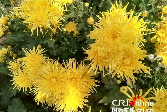 金灿灿的菊花在青海高原绽放