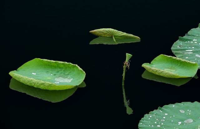 荷叶美诗六首赏读：爱莲尽爱花，而我独爱叶