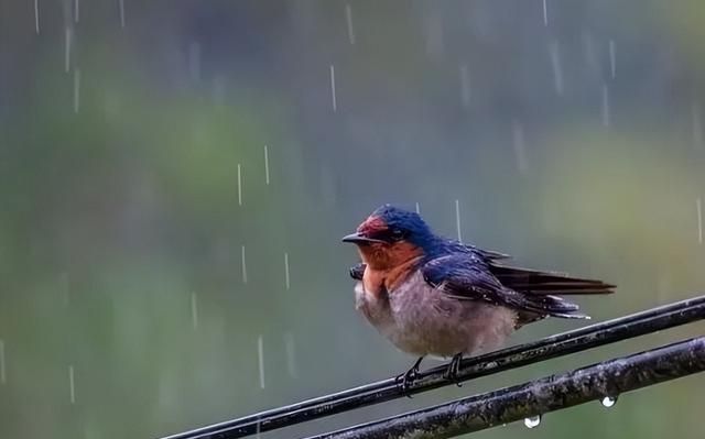 鸟类在下大雨的时候都躲在哪里，比如说喜鹊，麻雀等？