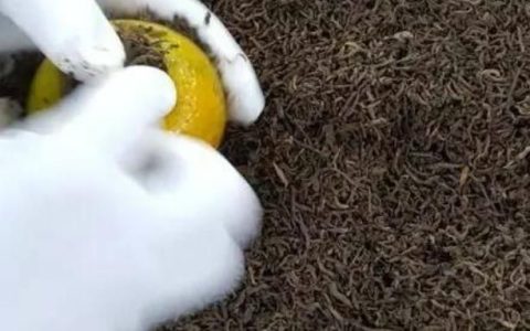 陈皮普洱茶的功效是什么(陈皮普洱茶有什么功效与作用)