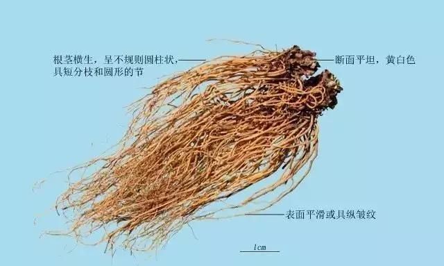 每天学习一味中药——细辛（第104天）