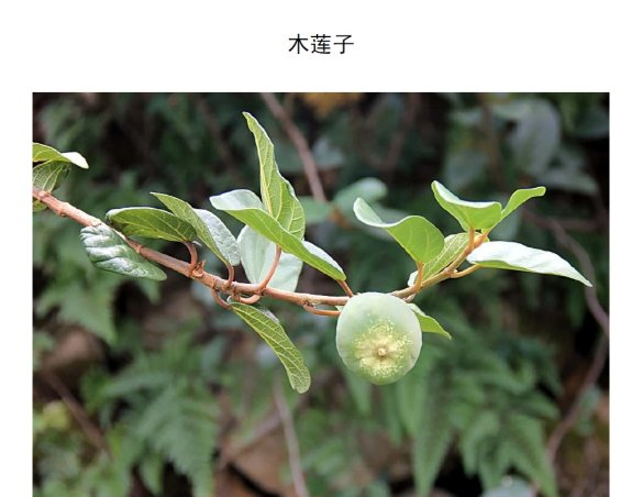 木莲子，凉粉就是它做的，可催乳可治婴儿湿疹