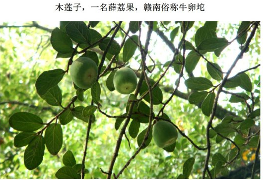 木莲子，凉粉就是它做的，可催乳可治婴儿湿疹