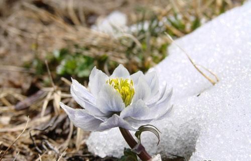 雪莲花的吃法 雪莲花的功效