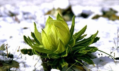 雪莲花的吃法 雪莲花的功效