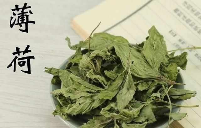 《本草精荟》：清利头目：薄荷的功效与应用