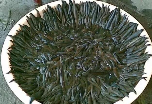 农村的蚂蝗能吃吗?怎么做好吃呢图7