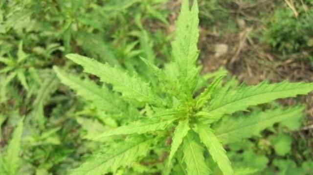 鼻血草这种植物有什么功效和作用图7