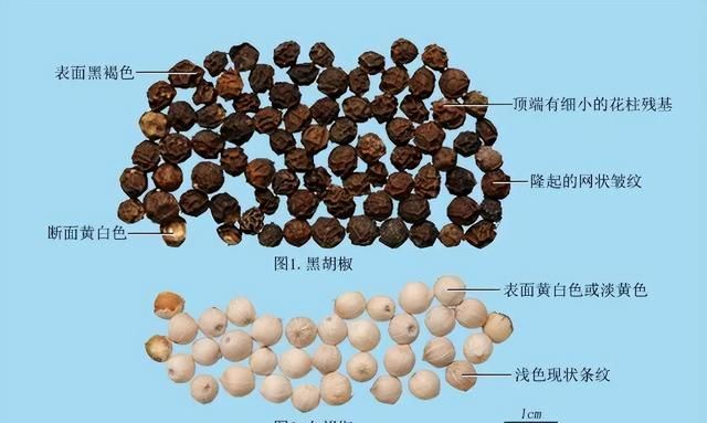 它是香料之王，身体虽小，却有大功用