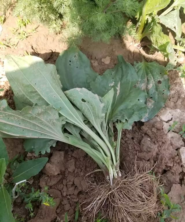 车前草的特点是什么图1