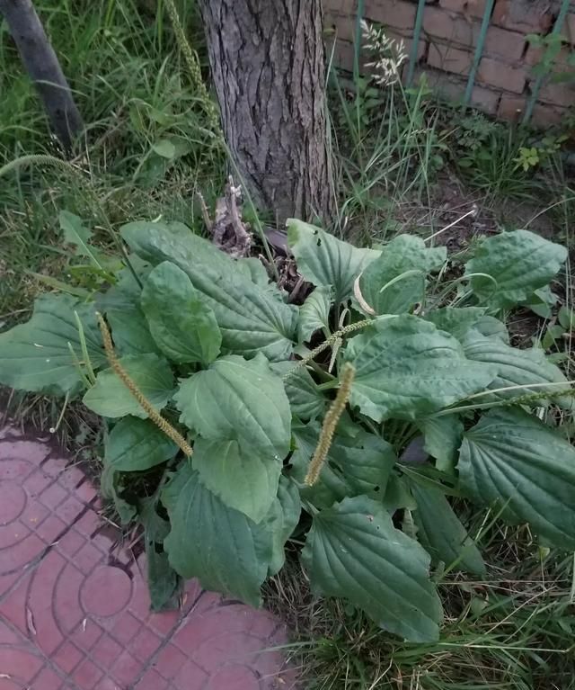车前草的特点是什么图2