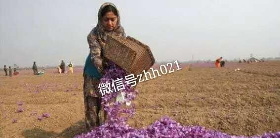 藏红花让现代人疯狂的秘密