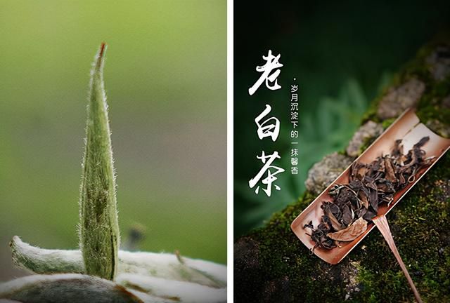 福鼎白茶好喝吗(荒野福鼎白茶好喝吗)图7