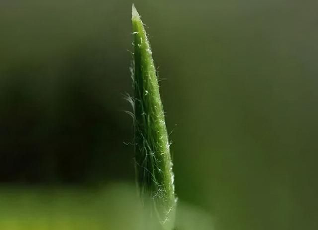 福鼎白茶好喝吗(荒野福鼎白茶好喝吗)图8