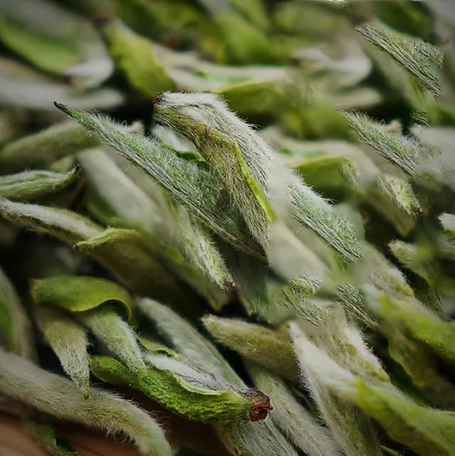 福鼎白茶好喝吗(荒野福鼎白茶好喝吗)图14