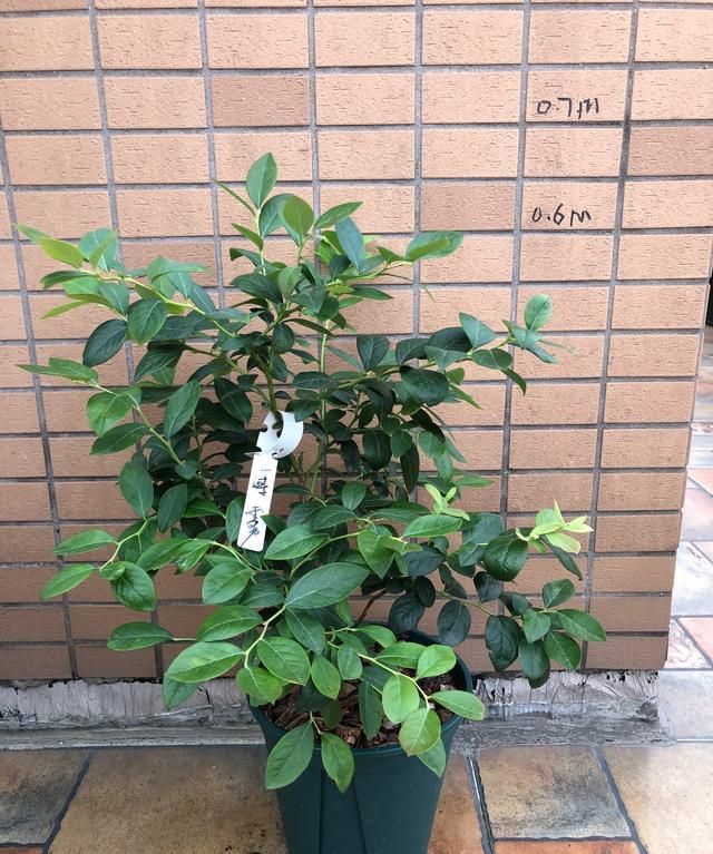 蓝莓怎么种(蓝莓树)图1