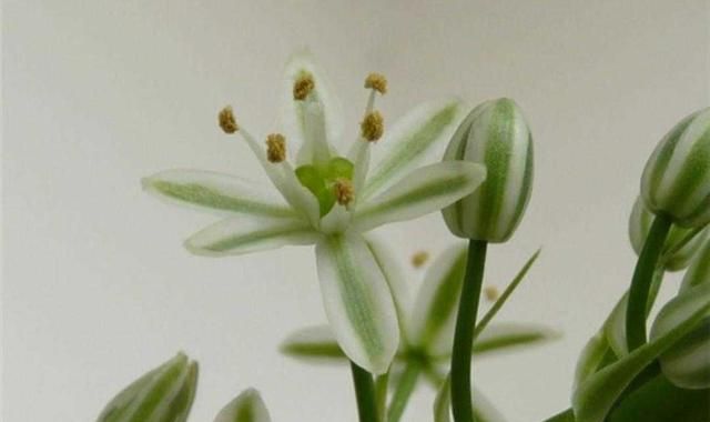 植物百科: 虎眼万年青