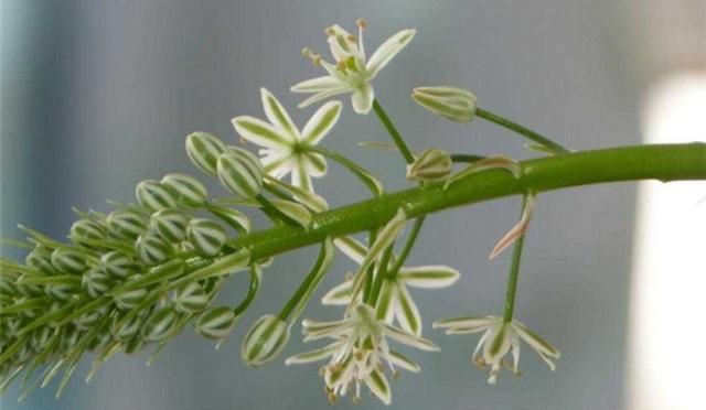 植物百科: 虎眼万年青