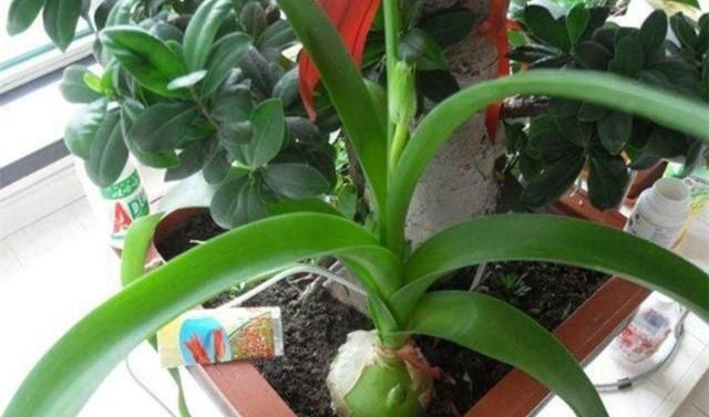 植物百科: 虎眼万年青