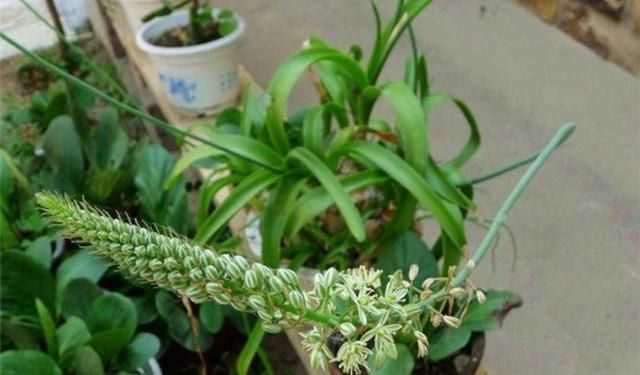 植物百科: 虎眼万年青