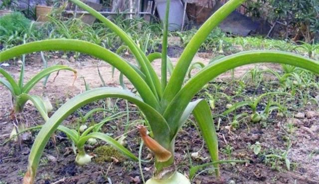 植物百科: 虎眼万年青