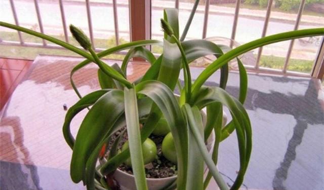 植物百科: 虎眼万年青