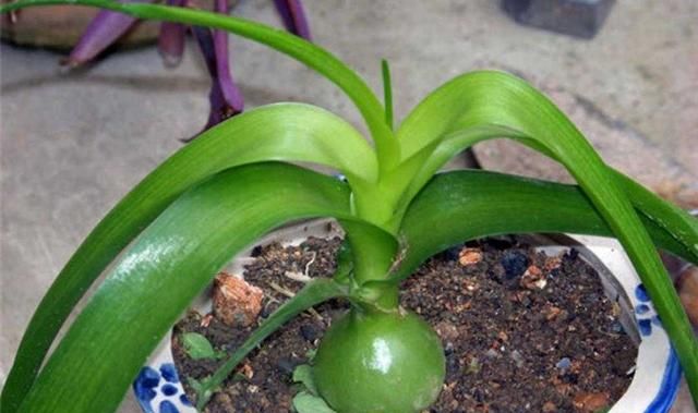 植物百科: 虎眼万年青