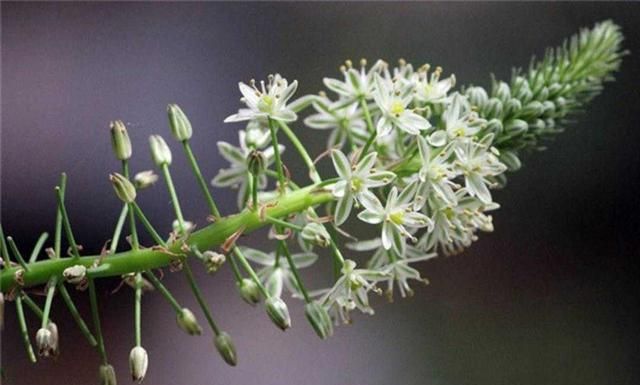 植物百科: 虎眼万年青
