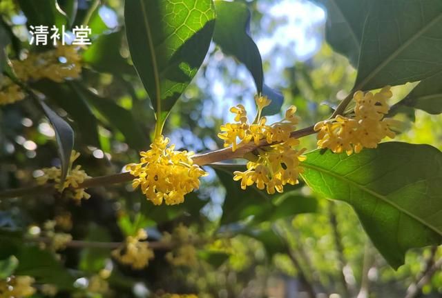 秋天桂花飘香，别光顾着闻！桂花泡茶也不错哦