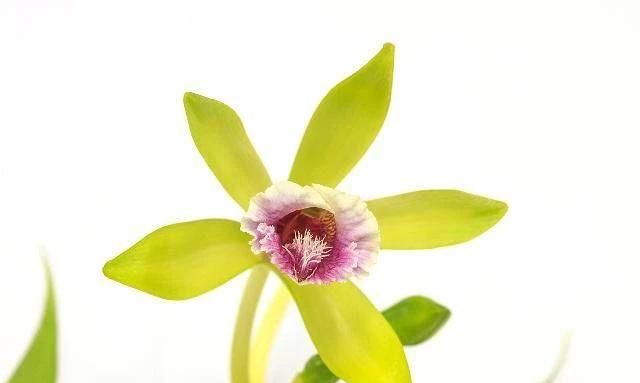 兰花值钱吗(兰花值钱的品种)图2