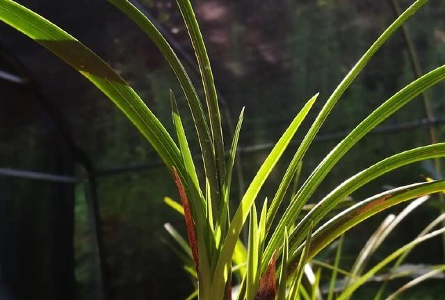 兰花值钱吗(兰花值钱的品种)图4