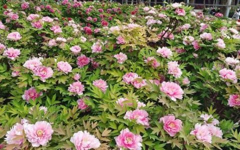 牡丹花怎么养,牡丹花怎么养殖方法