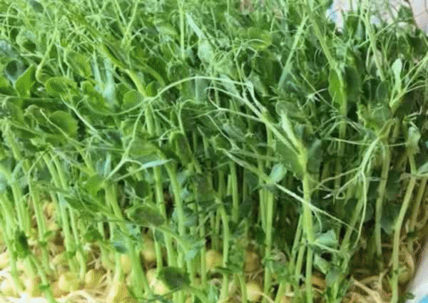 山西豌豆糕最简单的做法(山西哪些地方有豌豆糕)图5