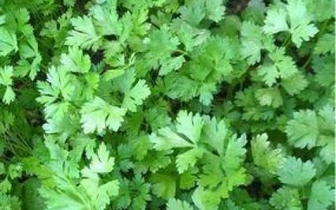 香菜籽有什么功效和作用