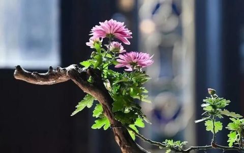 月子里已哭过两三次，老公无作为，婆婆天天让吃鸡蛋喝鸡汤，小孩晚上也和她一起睡，该怎么度过这个月子